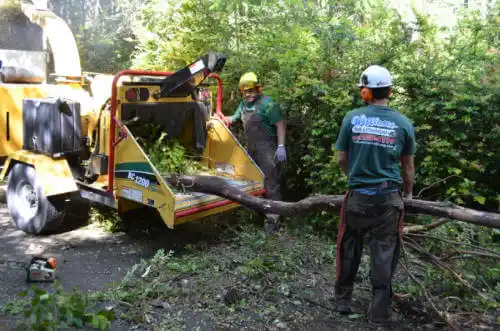 tree services Bay Harbor Islands